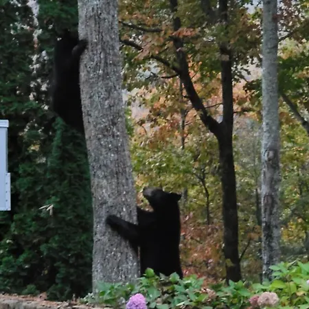 Cozy Cub, Breath Taking Mtn Views, Indoor Pool Apartment Gatlinburg Exterior photo